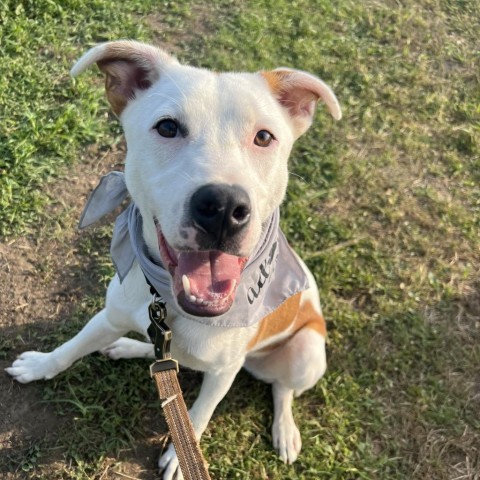 Carson, an adoptable Pit Bull Terrier in Sioux Falls, SD, 57106 | Photo Image 1