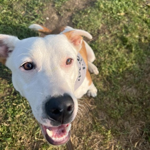 Carson, an adoptable Pit Bull Terrier in Sioux Falls, SD, 57106 | Photo Image 2