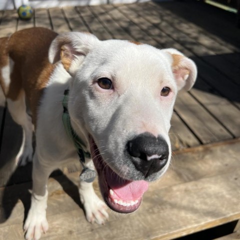 Carson, an adoptable Pit Bull Terrier in Sioux Falls, SD, 57106 | Photo Image 2