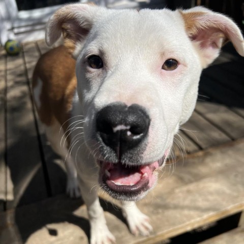 Carson, an adoptable Pit Bull Terrier in Sioux Falls, SD, 57106 | Photo Image 3