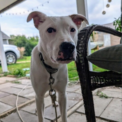 Carson, an adoptable Pit Bull Terrier in Sioux Falls, SD, 57106 | Photo Image 4