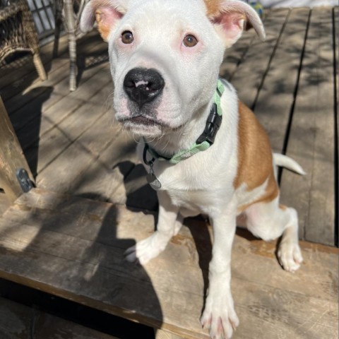 Carson, an adoptable Pit Bull Terrier in Sioux Falls, SD, 57106 | Photo Image 4