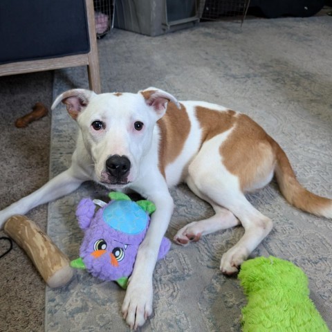 Carson, an adoptable Pit Bull Terrier in Sioux Falls, SD, 57106 | Photo Image 5