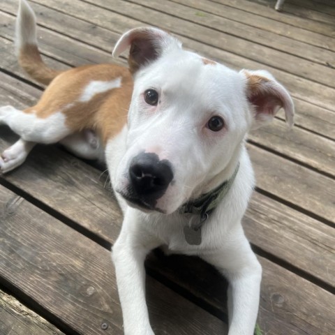 Carson, an adoptable Pit Bull Terrier in Sioux Falls, SD, 57106 | Photo Image 5