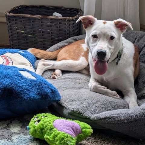 Carson, an adoptable Pit Bull Terrier in Sioux Falls, SD, 57106 | Photo Image 6