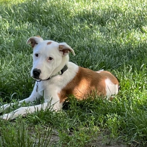 Carson, an adoptable Pit Bull Terrier in Sioux Falls, SD, 57106 | Photo Image 6