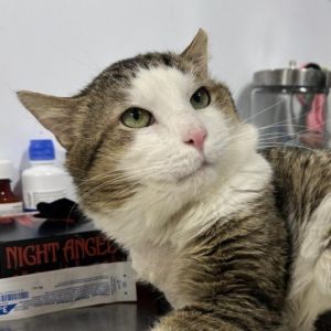 Ben is a charming 3-year-old male with a handsome grey and white coat This affectionate fellow is a