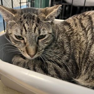Tabby is a charming 3-year-old male with a handsome brown tabby coat This friendly feline loves to 