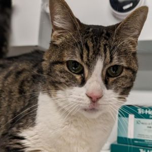 Meet Malcolm a sweet 9-month-old female tabby Malcolm is a charming and playful companion who love