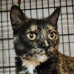 Meet Tasha a graceful 7-year-old female tortoiseshell with a gentle demeanor and a heart full of lo