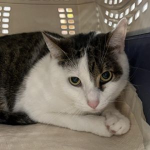 Fly is a charming 2-year-10-month-old brown tabby and white male This friendly feline loves to expl