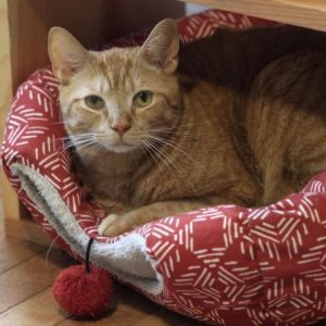 Meet Hogan Hogan is a charming 2-year-old feline with a heart of gold and a penchant for playtime 