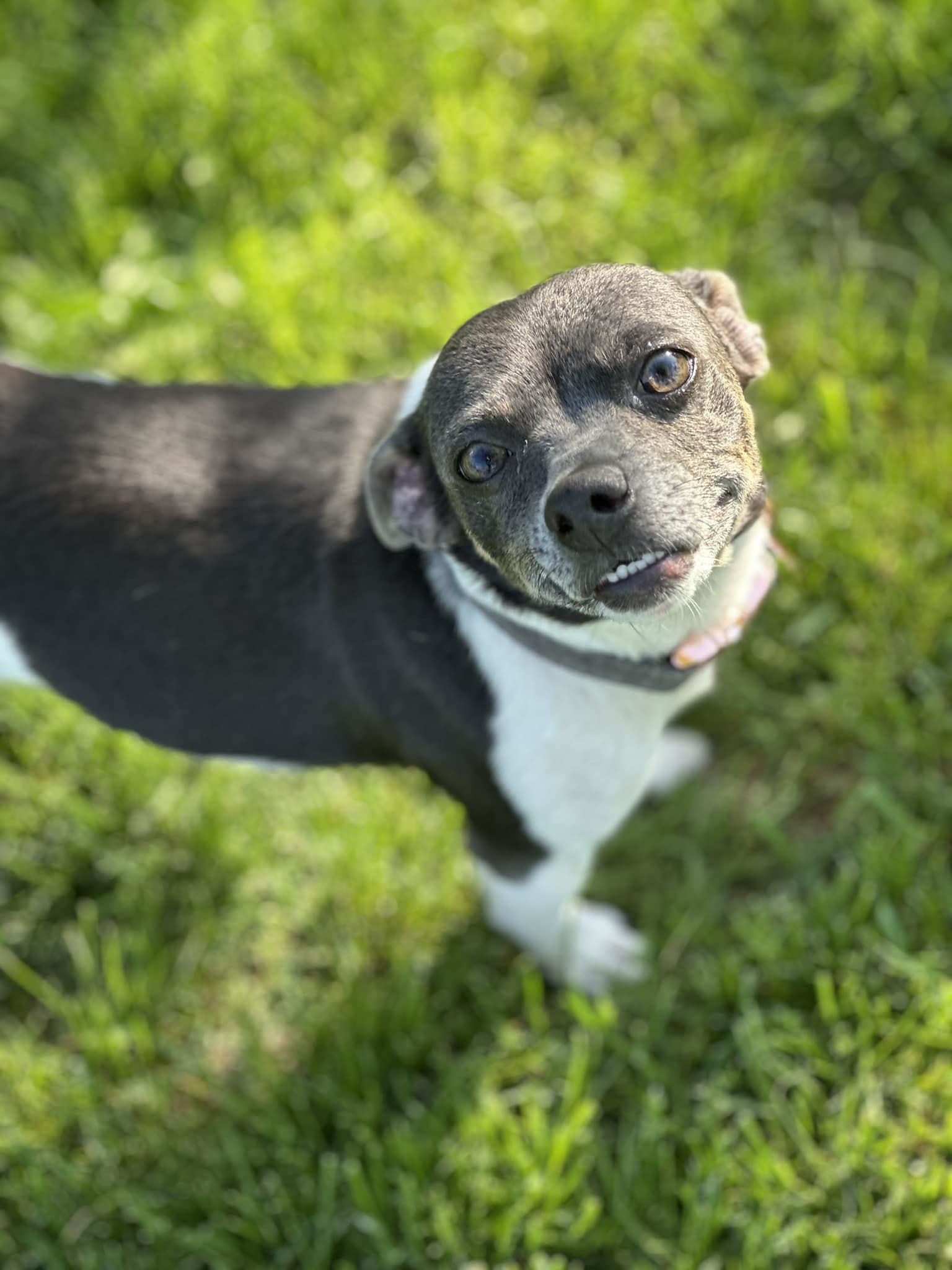 Stella, an adoptable Chihuahua in New London, WI, 54961 | Photo Image 1