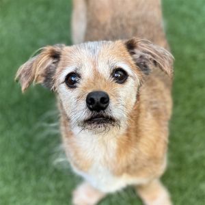 Hello everyone my name is Coco Im a 12 year old 11lbs neutered male terrier mix Im an affect