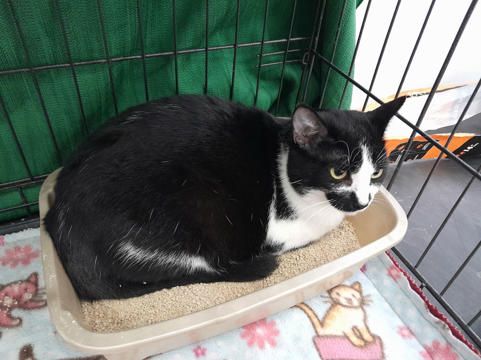 Pepper, an adoptable Domestic Short Hair, Tuxedo in Visalia, CA, 93277 | Photo Image 1