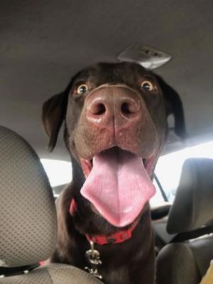 Cocoa- IN FOSTER Labrador Retriever Dog