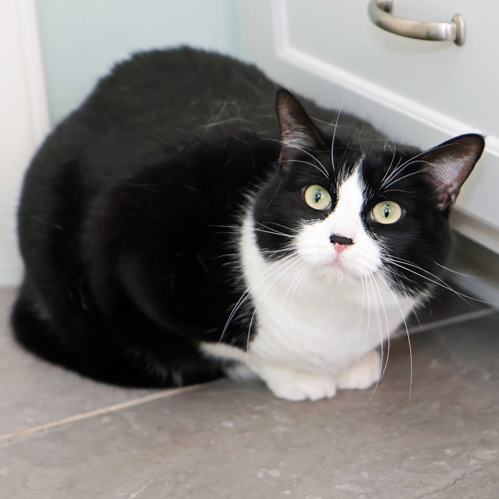 Zoe, an adoptable Domestic Short Hair in FAIRWAY, KS, 66205 | Photo Image 1