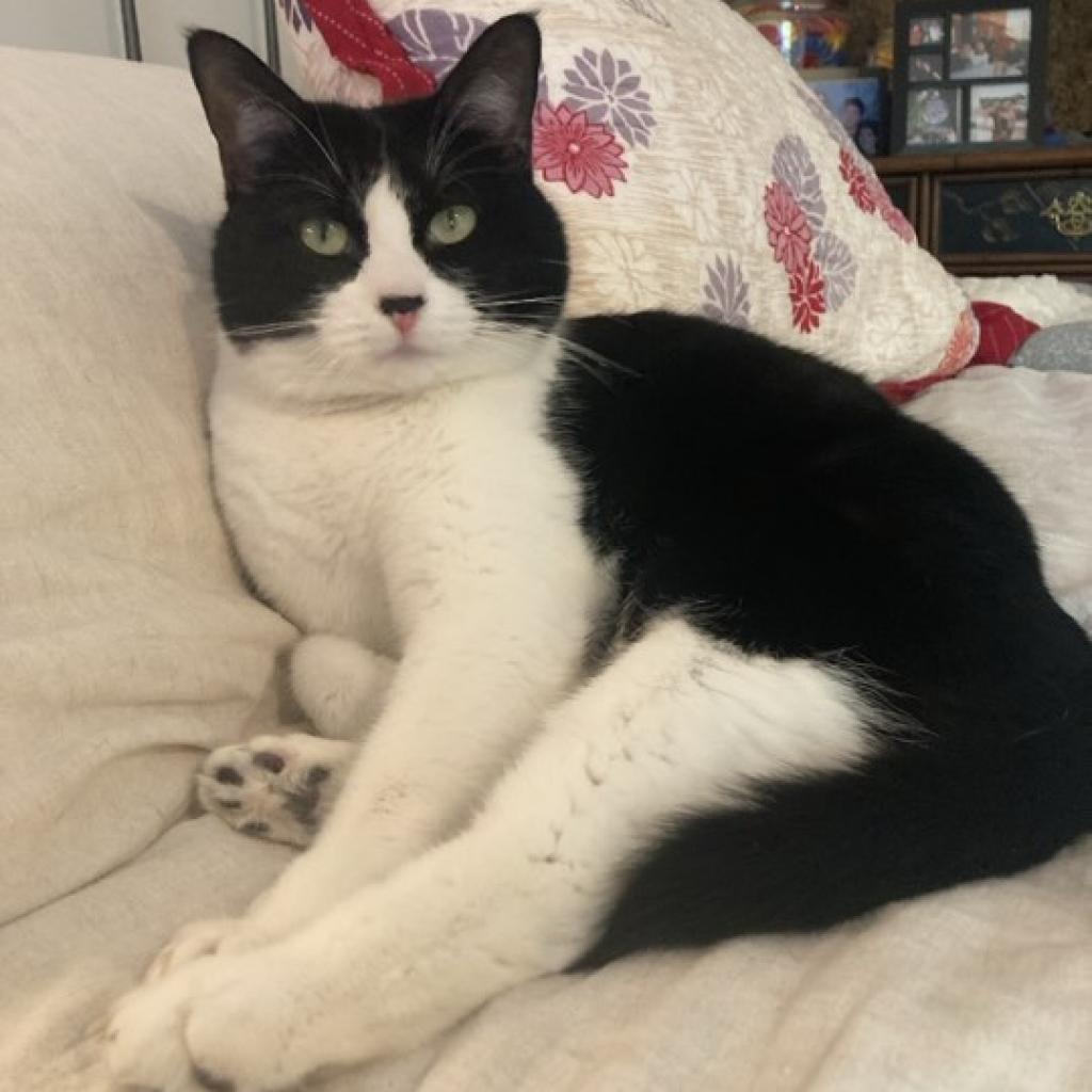 Zoe, an adoptable Domestic Short Hair in FAIRWAY, KS, 66205 | Photo Image 2
