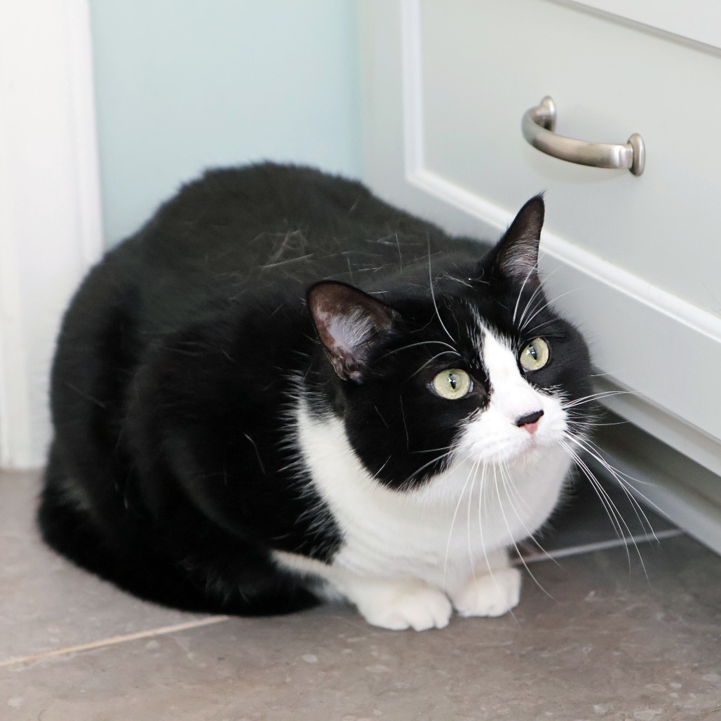 Zoe, an adoptable Domestic Short Hair in FAIRWAY, KS, 66205 | Photo Image 3