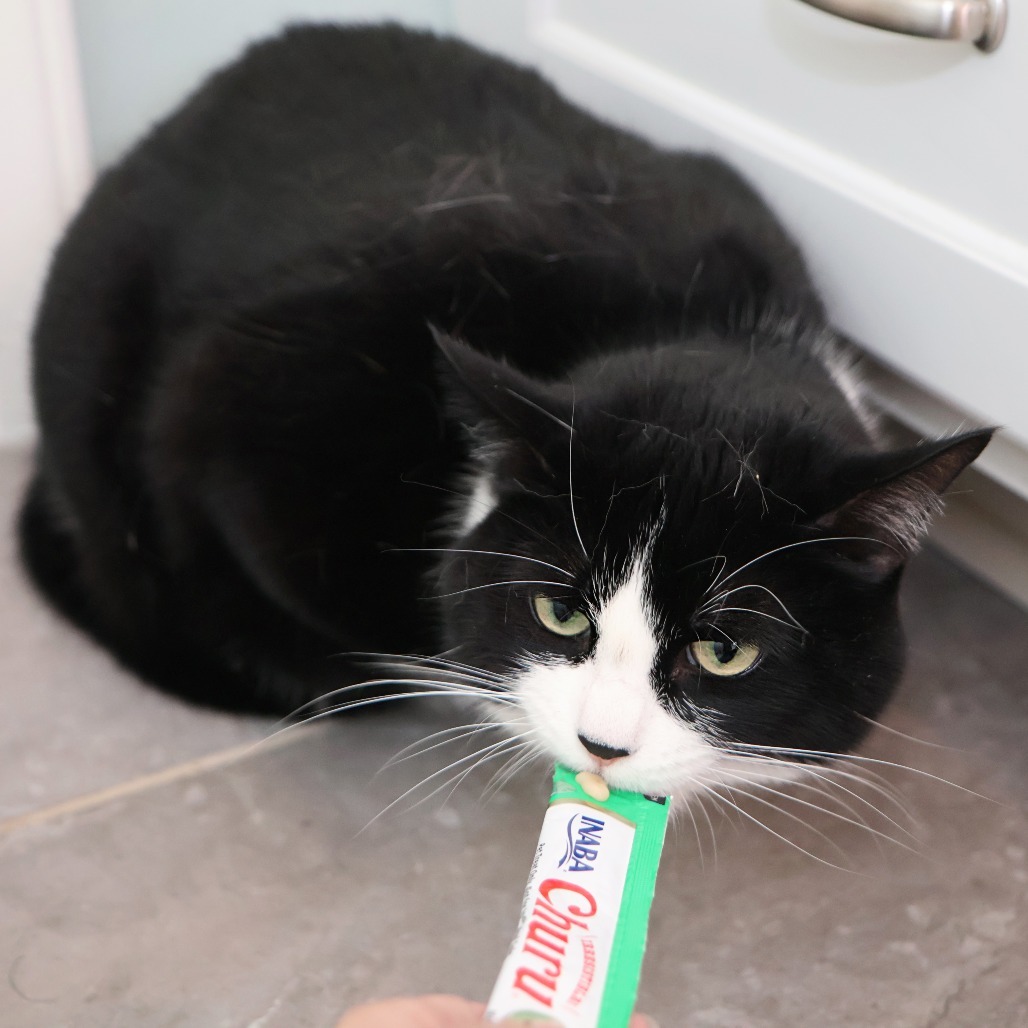 Zoe, an adoptable Domestic Short Hair in FAIRWAY, KS, 66205 | Photo Image 4