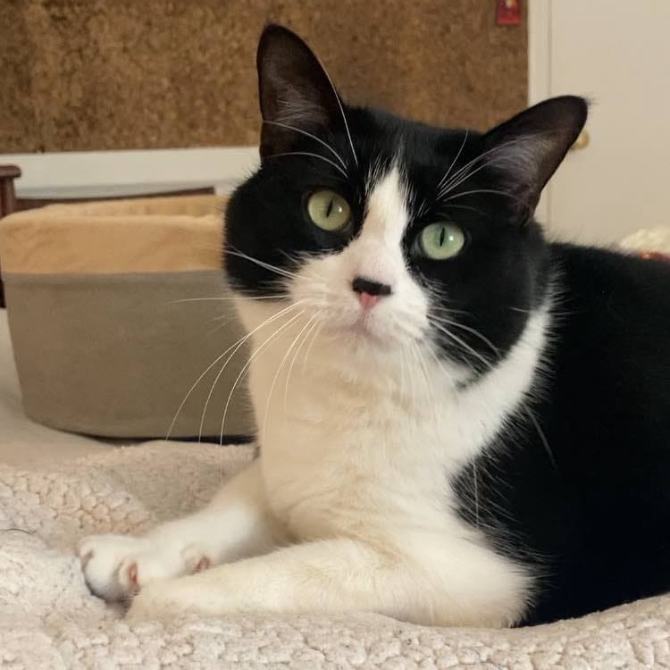 Zoe, an adoptable Domestic Short Hair in FAIRWAY, KS, 66205 | Photo Image 5