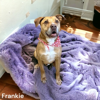 Frankie 1