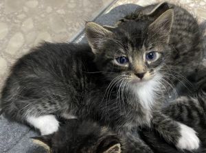 Needs to be adopted with his brother Voss or with a social catkitten to be his