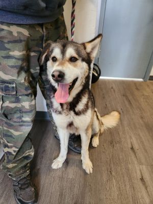 Nanook is a gorgeous and unique boy around 2 years old He is incredibly social and silly with human