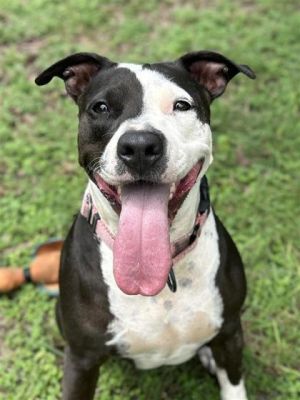 Harmony, Adult Female unknown