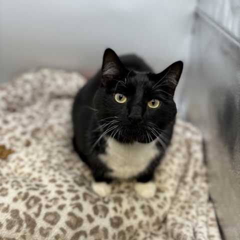 Luffy--In Foster, an adoptable Domestic Short Hair in Fargo, ND, 58102 | Photo Image 1