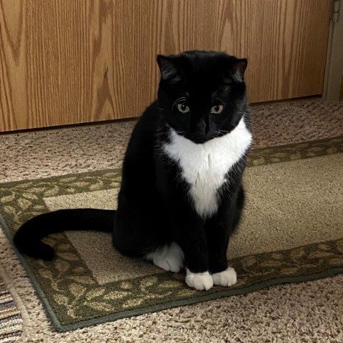 Luffy--In Foster, an adoptable Domestic Short Hair in Fargo, ND, 58102 | Photo Image 6