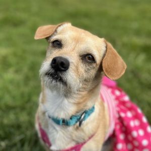 Reba Chihuahua Dog