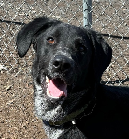 Odie, an adoptable Labrador Retriever, Cattle Dog in Pendleton, OR, 97801 | Photo Image 1