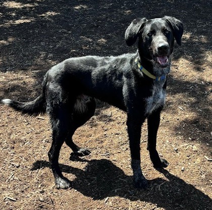 Odie, an adoptable Labrador Retriever, Cattle Dog in Pendleton, OR, 97801 | Photo Image 2