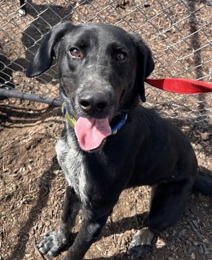 Odie, an adoptable Labrador Retriever, Cattle Dog in Pendleton, OR, 97801 | Photo Image 3