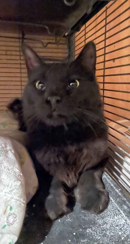 Wesley, an adoptable Domestic Long Hair in Thatcher, AZ, 85552 | Photo Image 1