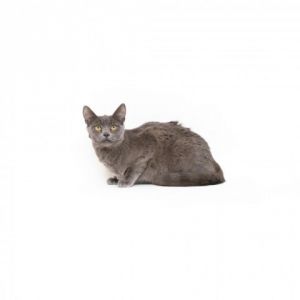Raisin Domestic Short Hair Cat