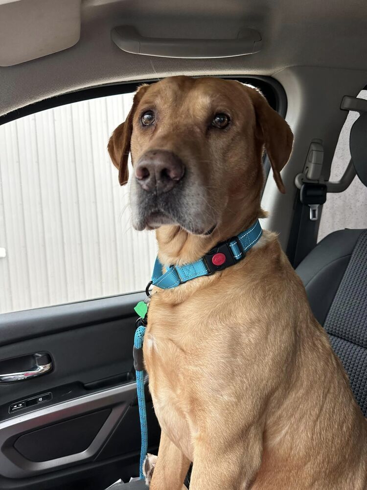 Buddy, an adoptable Labrador Retriever in Mandan, ND, 58554 | Photo Image 1