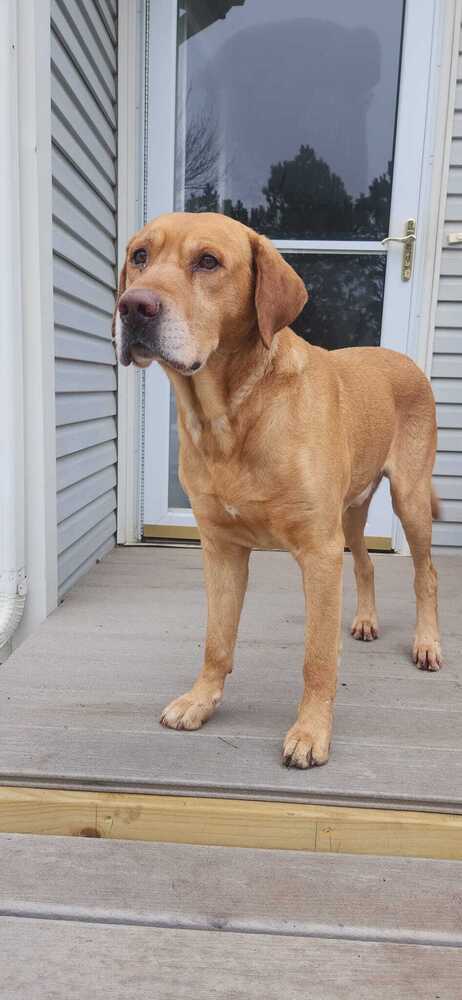 Buddy, an adoptable Labrador Retriever in Mandan, ND, 58554 | Photo Image 2