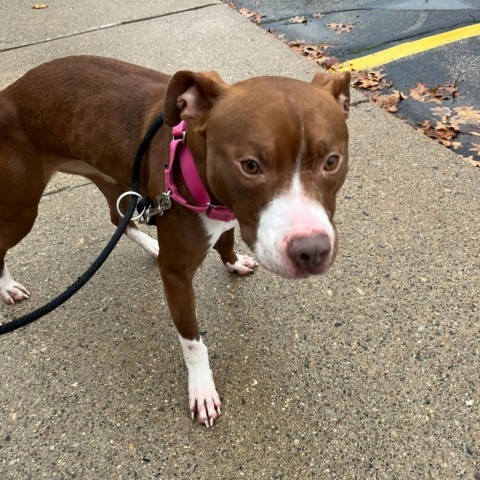 Millie, an adoptable American Staffordshire Terrier in Grand Rapids, MI, 49503 | Photo Image 3