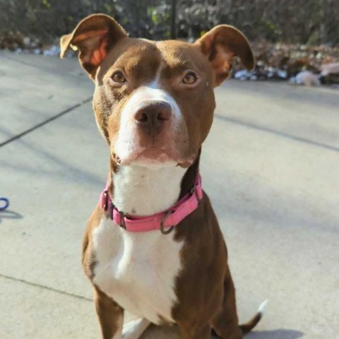 Millie, an adoptable American Staffordshire Terrier in Grand Rapids, MI, 49503 | Photo Image 4