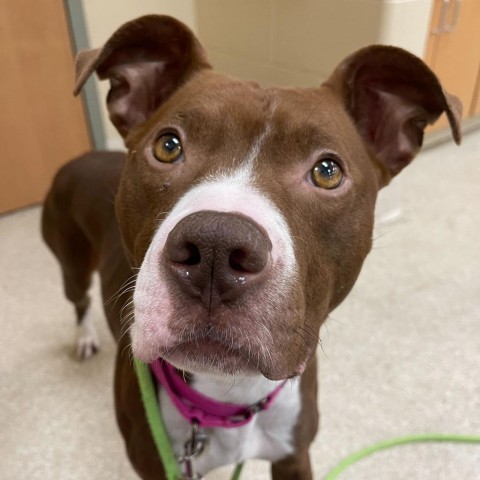 Millie, an adoptable American Staffordshire Terrier in Grand Rapids, MI, 49503 | Photo Image 5