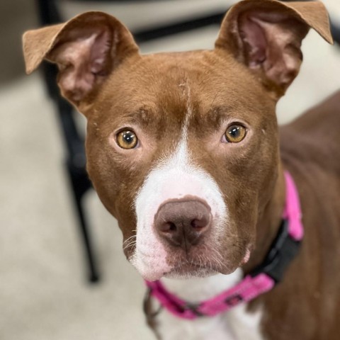 Millie, an adoptable American Staffordshire Terrier in Grand Rapids, MI, 49503 | Photo Image 6