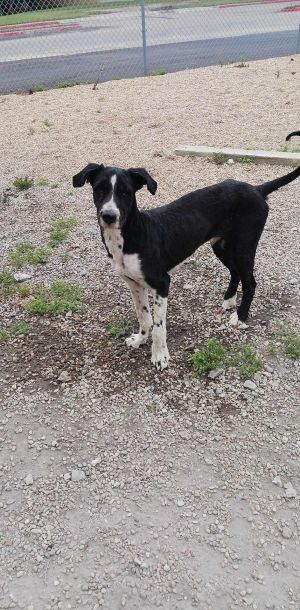 You can fill out an adoption application online on our official websiteZep TX is a male collie mi