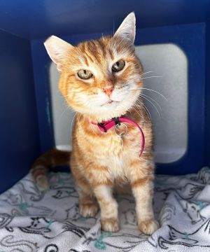 Hi Im Mama Quiet affectionate and ready to be back in a loving home Id lo