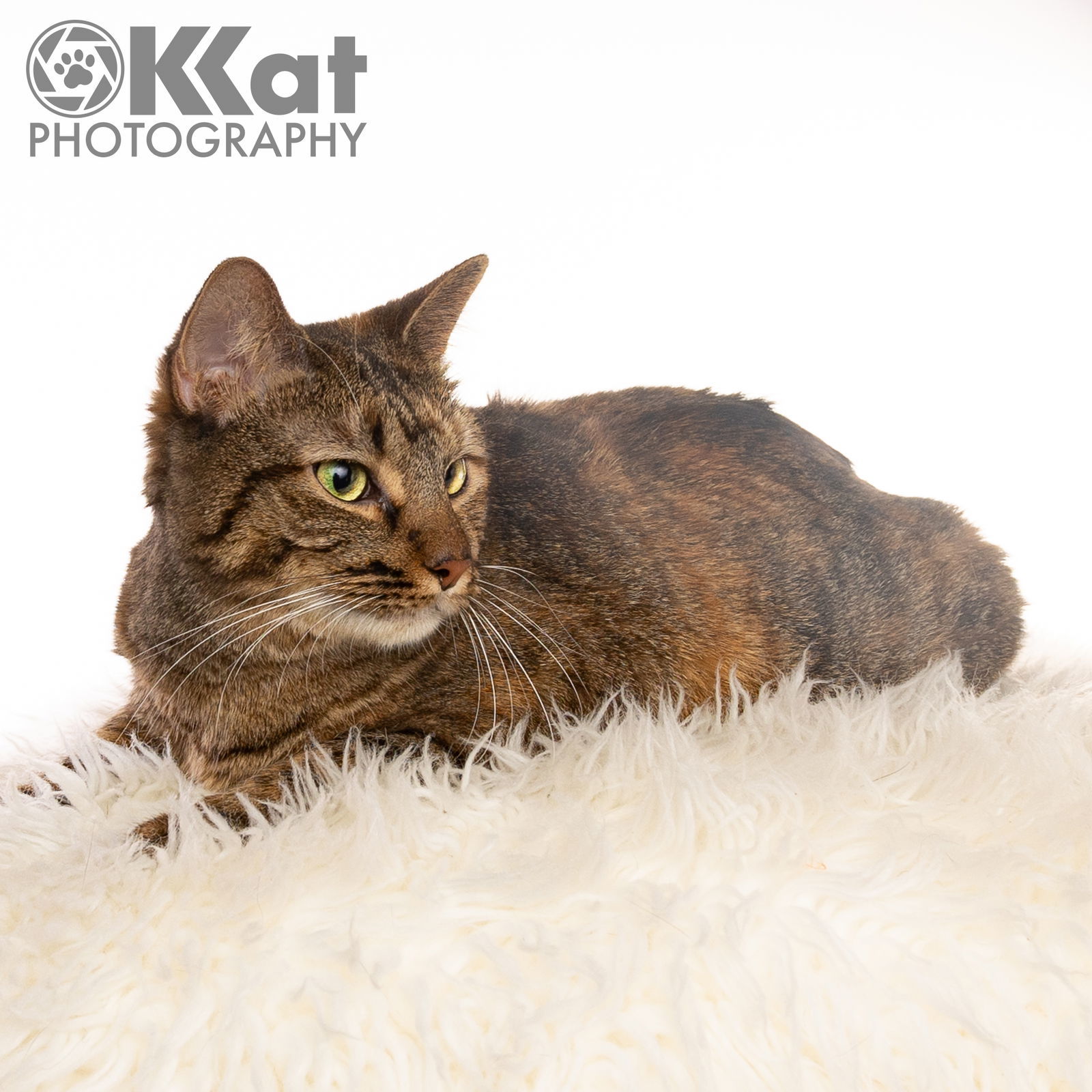 Molly, an adoptable Torbie in Crescent, OK, 73028 | Photo Image 1