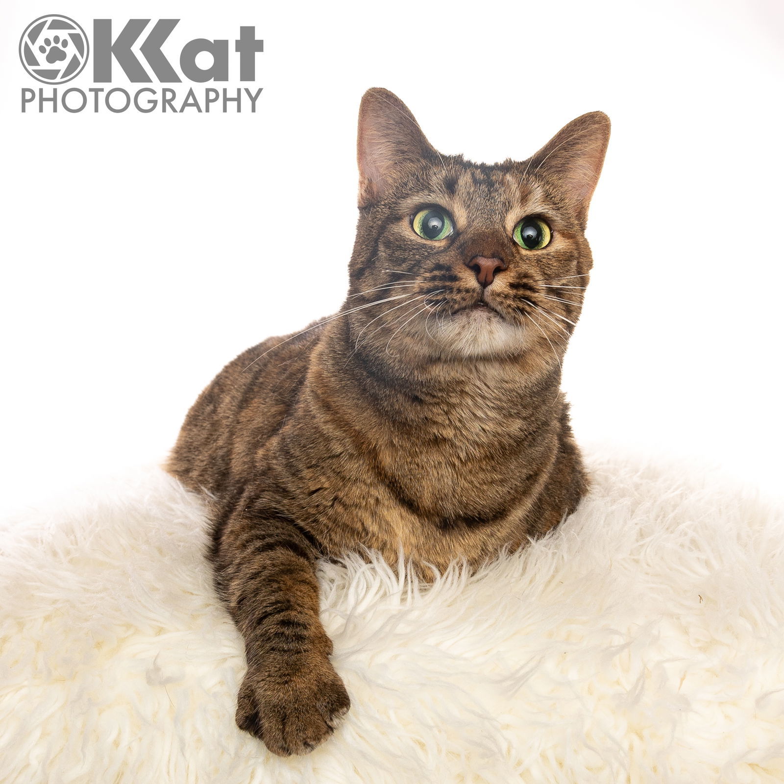 Molly, an adoptable Torbie in Crescent, OK, 73028 | Photo Image 2