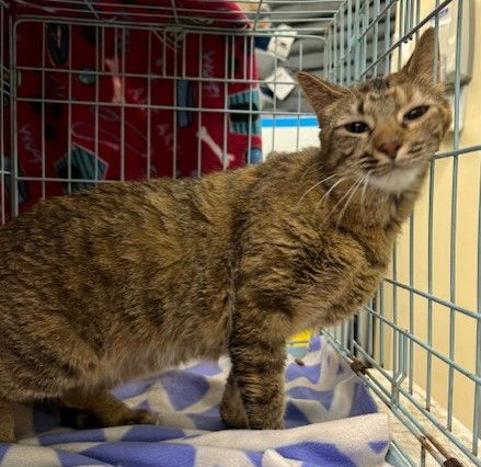 Molly, an adoptable Torbie in Crescent, OK, 73028 | Photo Image 3