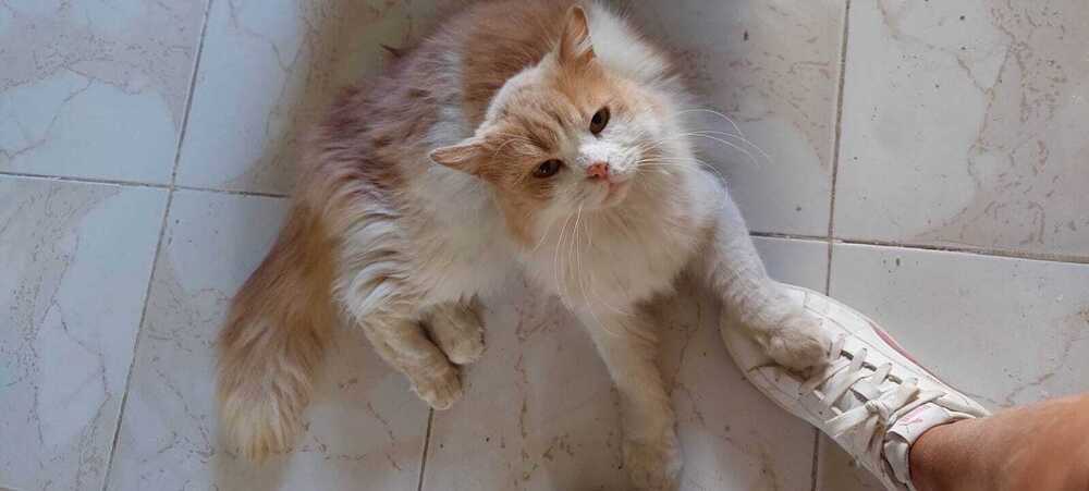 Lemouna, an adoptable Persian in Marion, CT, 06444 | Photo Image 5