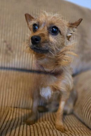 Meet BoJangles a charming 2-year-old 8-pound ChihuahuaYorkie mix hailing from the sunny state of 